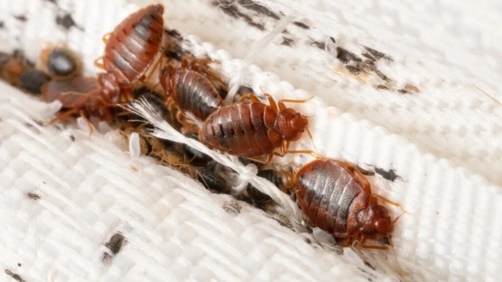 Bedbugs, Colony, On, The, Matress, Cloth, Macro.,Disgusting,Blood-sucking,Insects.