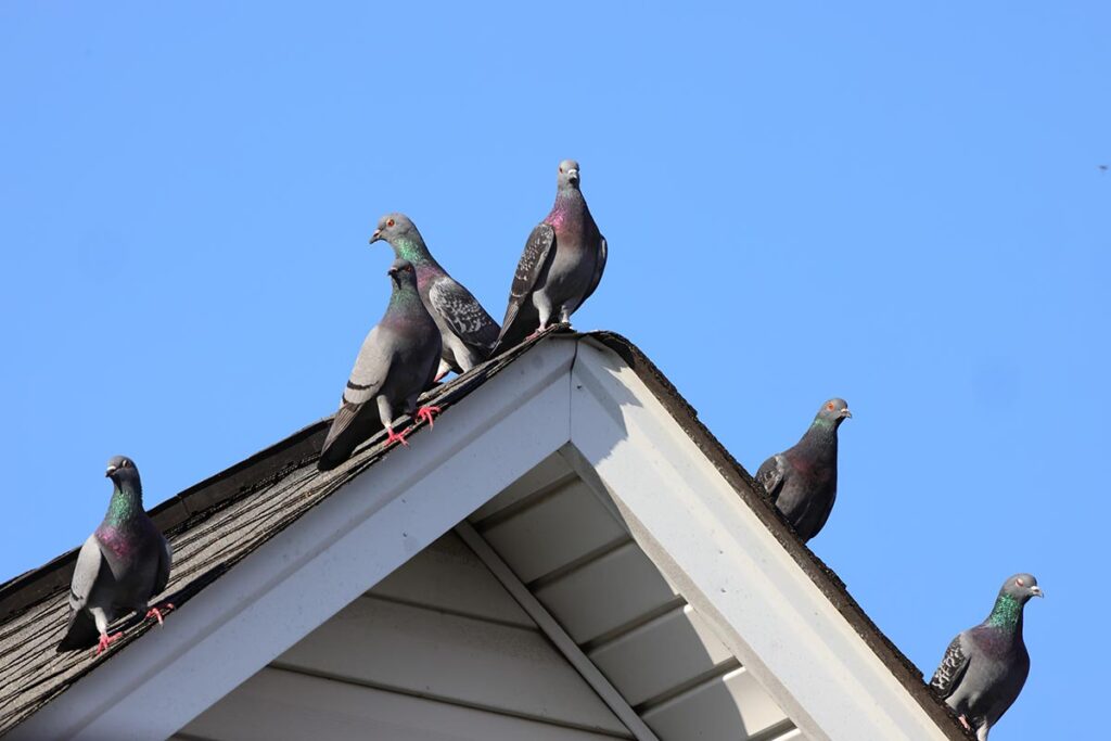 Bird Removal Toronto