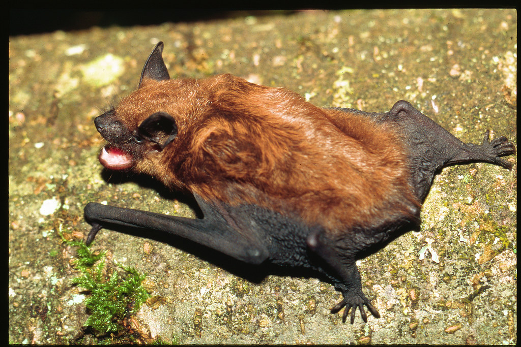 Comprehensive Bat Control Services in Toronto