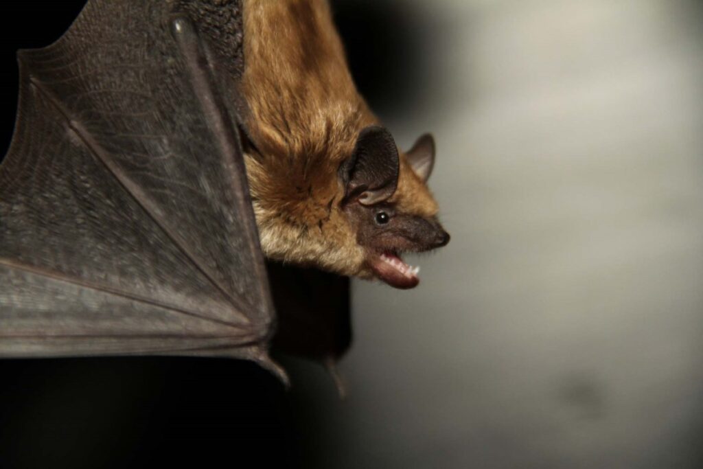 Big Brown Bat Removal in Toronto
