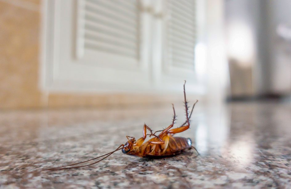 Cockroach Control Toronto