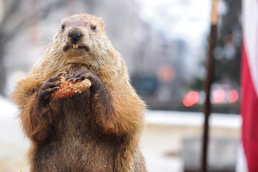 Groundhog Removal Toronto