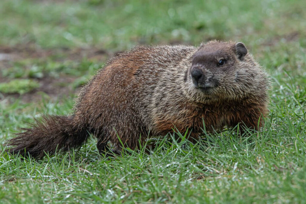 Groundhog Removal Toronto