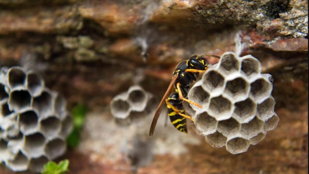 How to Get Rid of a Wasp Nest