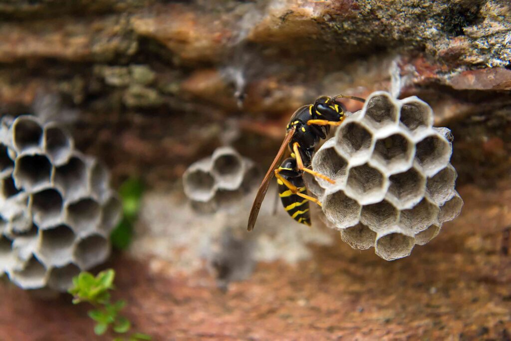 How to Get Rid of a Wasp Nest