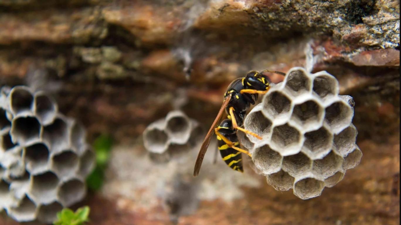 How to Get Rid of a Wasp Nest