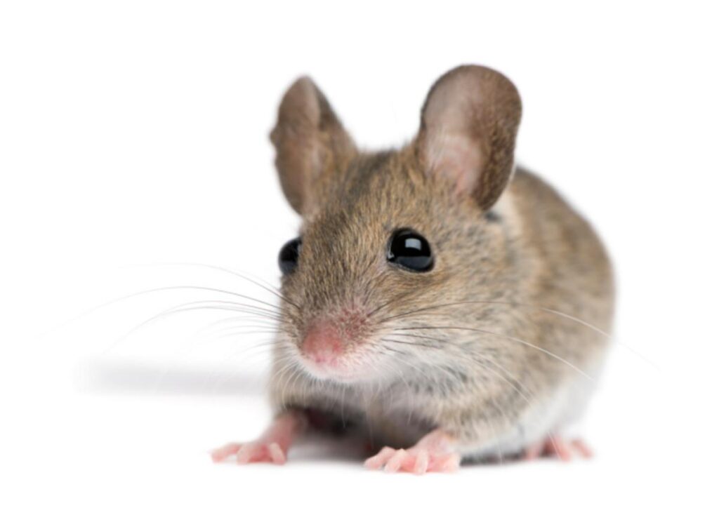 Mouse Control Toronto