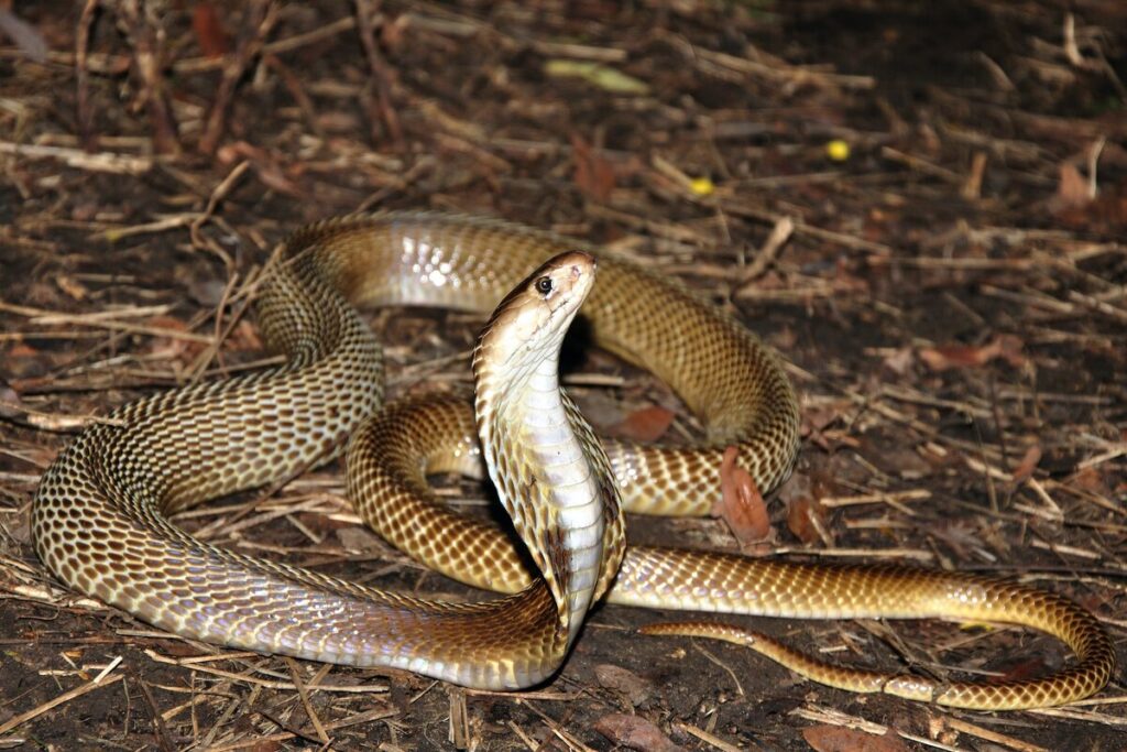 Snake Removal Toronto