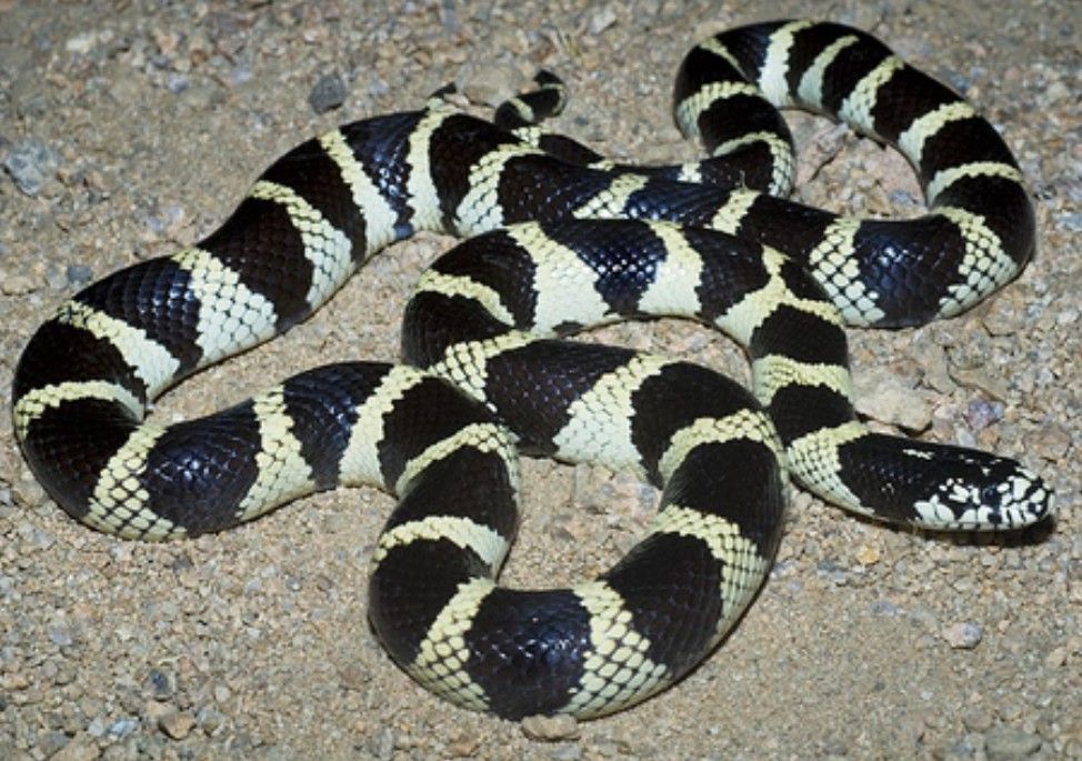 Specialized Services for Snake Removal