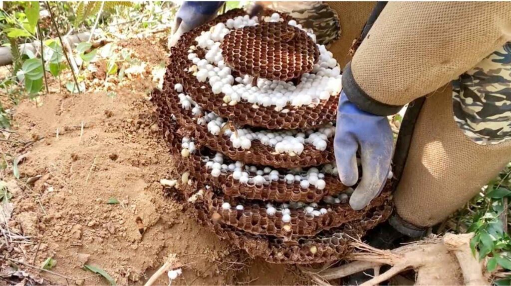 Wasp Nest Removal Toronto