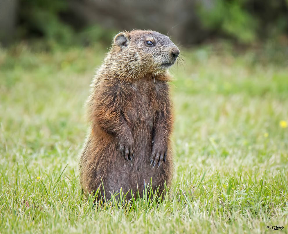groundhog-removal-