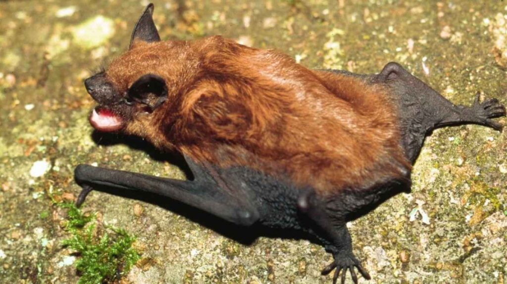 Big Bat Control Tronoto