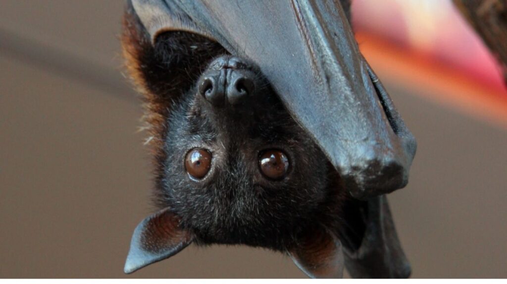 Big Brown Bat Removal