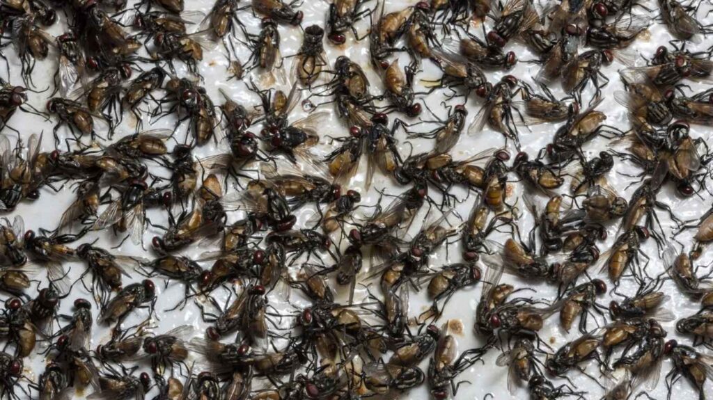 Close-up image of a dead fly trapped on a glue trap.