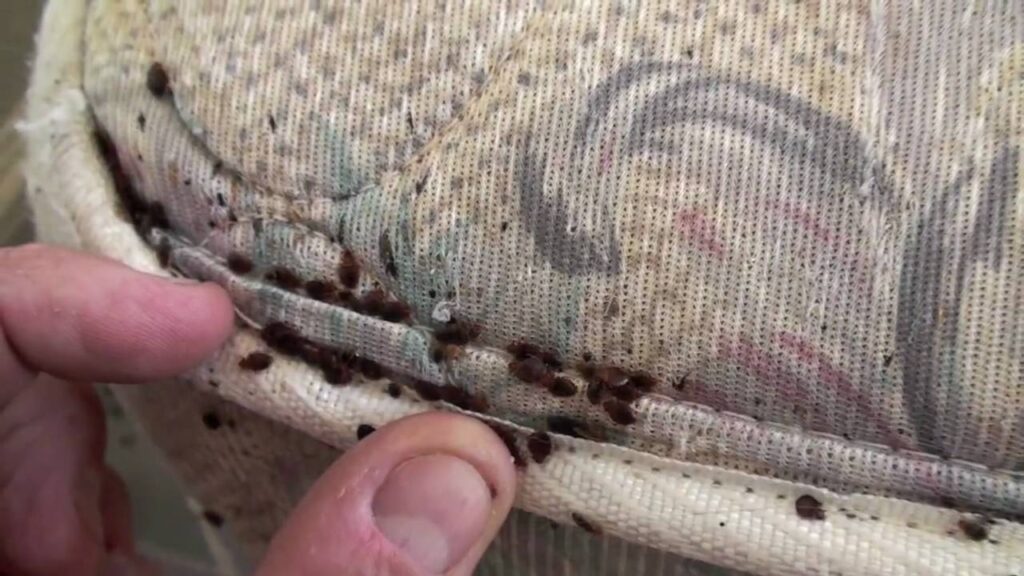 How Heat Treatment Works for Bed Bugs