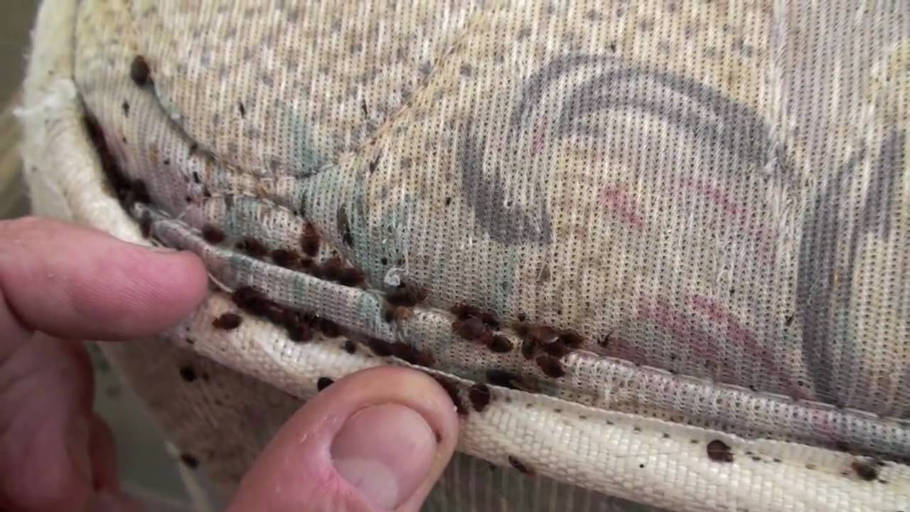 How Heat Treatment Works for Bed Bugs