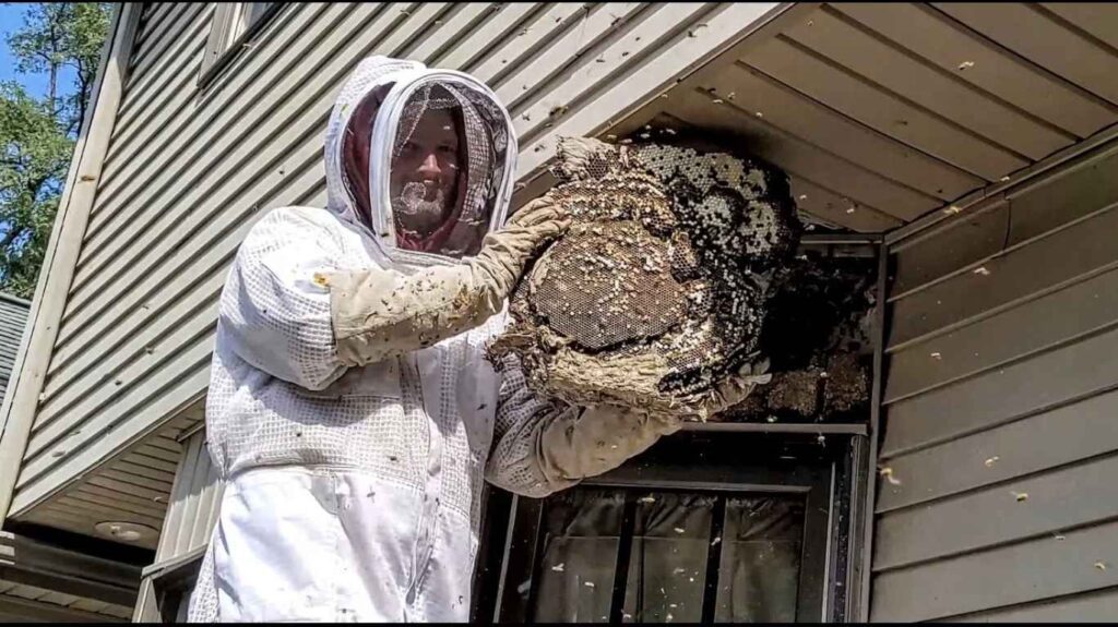 Wasp Nest Removal Toronto