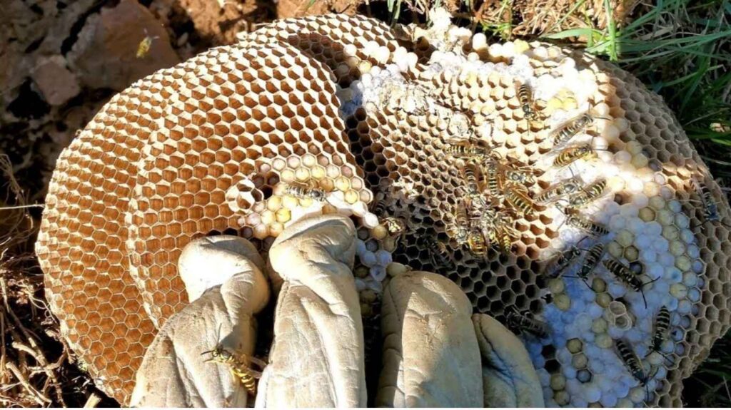 Wasp Nest Removal Toronto (2)
