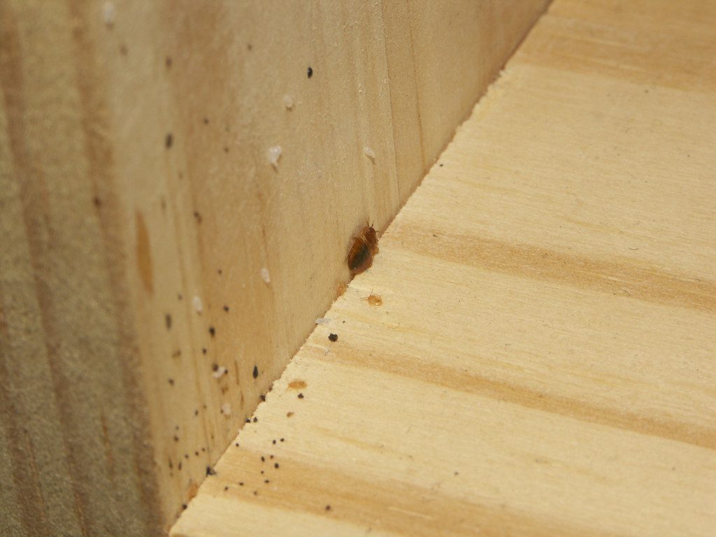 What to Expect After a Bed Bug Treatment