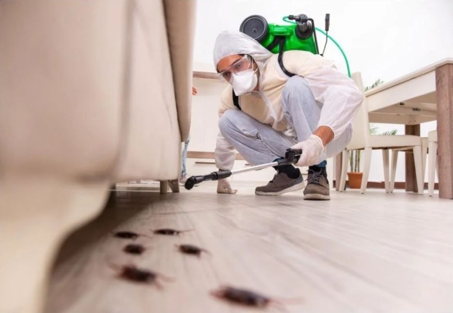 Why Pestiseed Is Your Go-To for Bed Bug Extermination