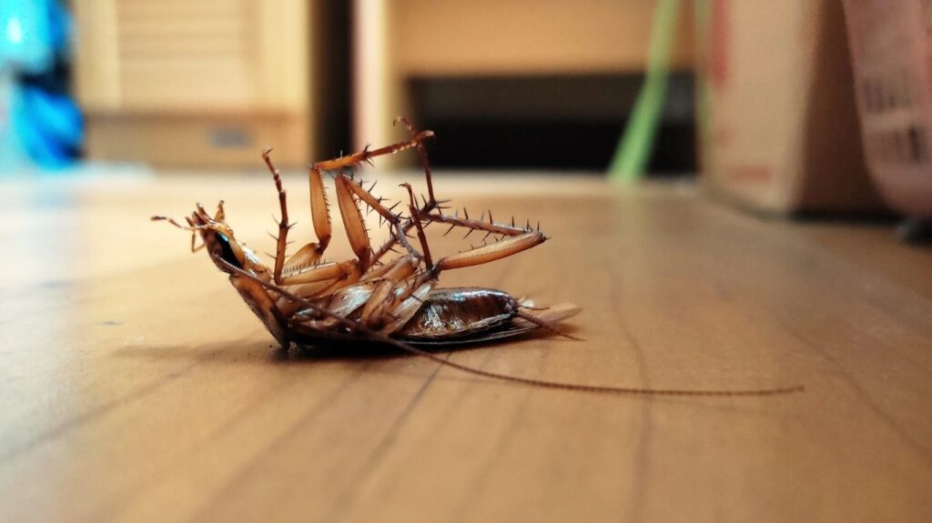 dead-cockroaches-on-the-floor