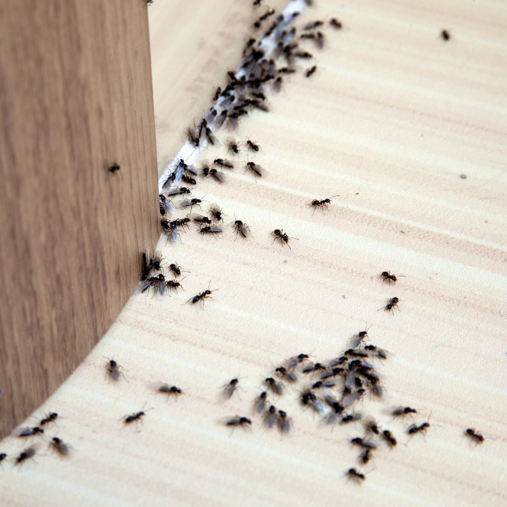 Ant Control in Toronto