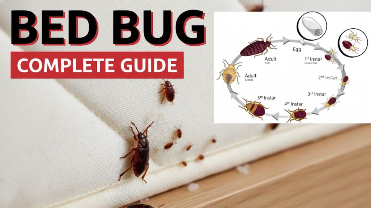 Complete Bed Bug Treatment Guide
