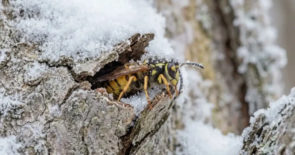 Do-Wasps-Hibernate-in-Winter-What-Happens-in-Ontario