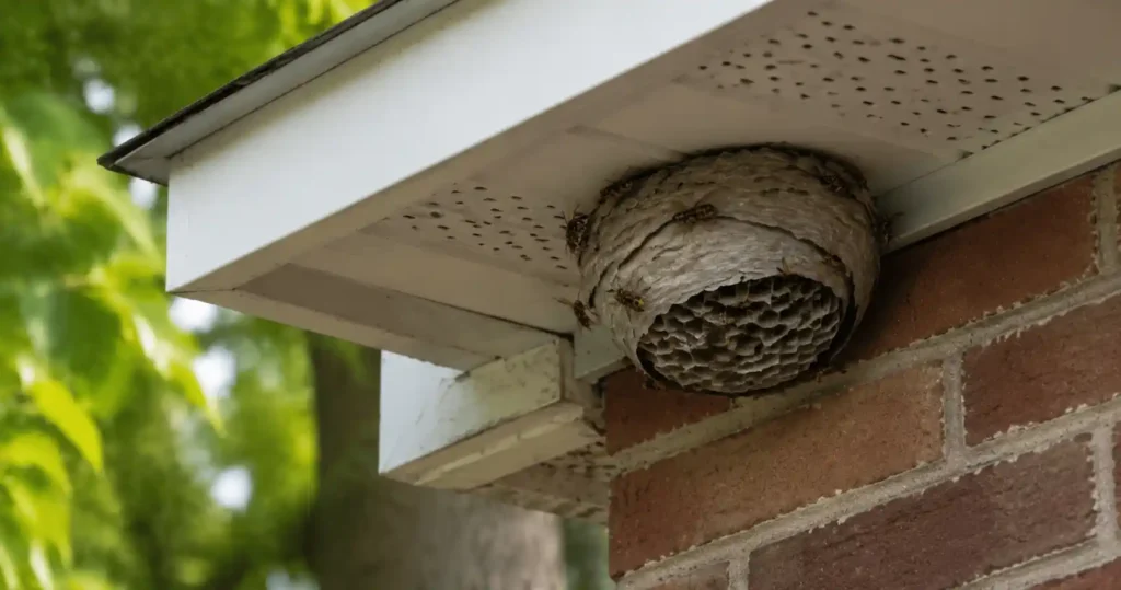 Do wasps return after year Toronto