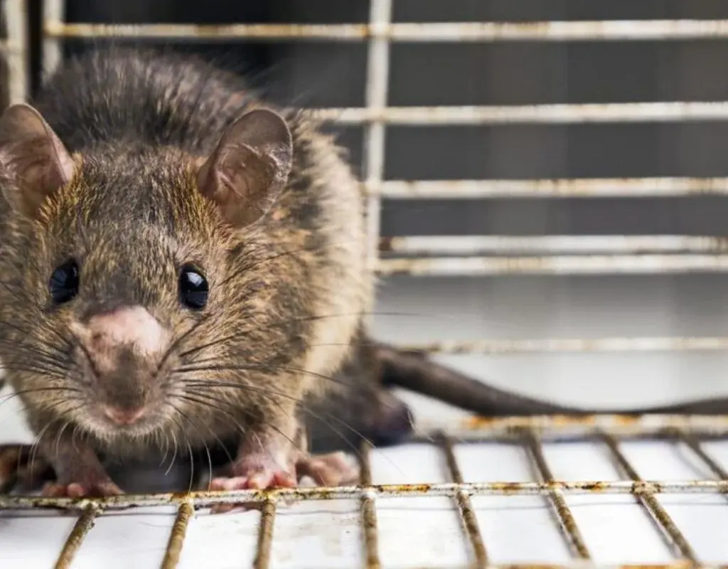 Licensed-Mice-Control-Services-in-Etobicoke