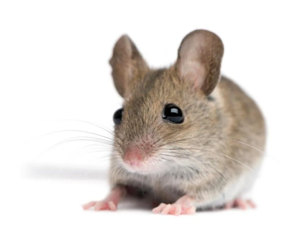 safe-Mice-Removal-Using-Advanced-