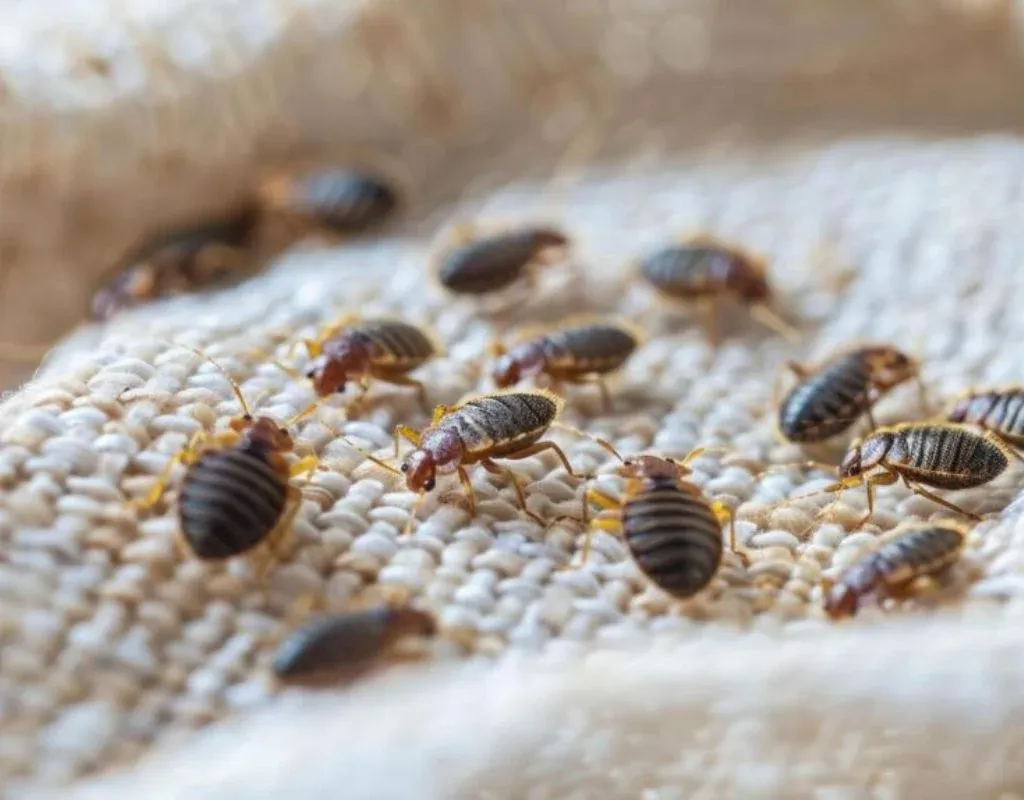 Bed bugs on fabric